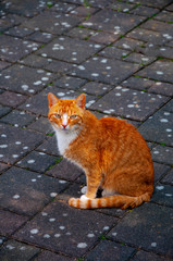 The orange cat standing on the concrete