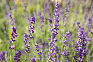 Obraz premium Floral background of lavender blooming. Purple lavender flowers on natural background.
