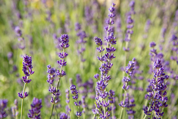 Floral background of lavender blooming. Purple lavender flowers on natural background.