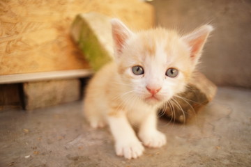 Cute red kitten sitting in the summer yard