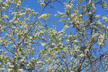 Plum trees with many white flowers on branches in sunny day. Beautiful blooming garden in may.