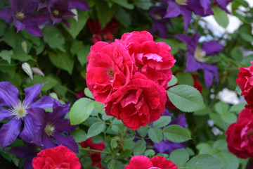 Blooming garden in summer. Red rose flowers on the background of purple clematis.