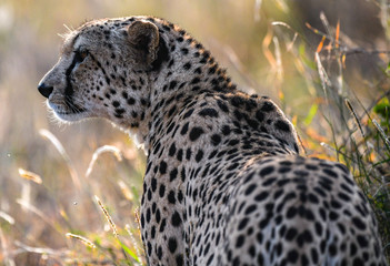 Cheetah in Kenya