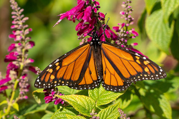 A closeup of a monarch butterfly with open wings feeding from a flower in a garden. 