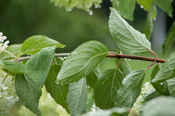 leaves with drops of water