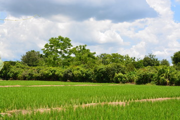 green field and blue sky