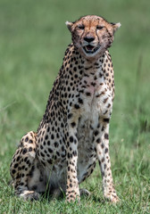 Cheetah in Kenya