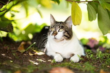 Fototapeta premium portrait of a curious tabby white domestic shorthair cat relaxing under a bush on a hot and sunny summer day looking to the side