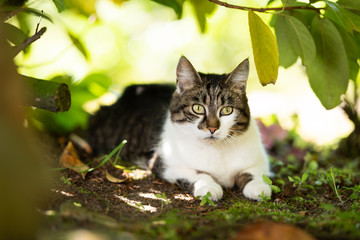 portrait of a tabby white domestic shorthair cat relaxing under a bush on a hot and sunny summer day looking straight ahead