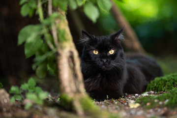 Naklejka na ściany i meble portrait of a black domestic longhair cat outdoors in the nature looking at camera curiously