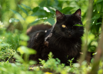 black domestic longhair cat on the prowl. the cat is hiding one eye behind a plant outdoors in nature looking at camera
