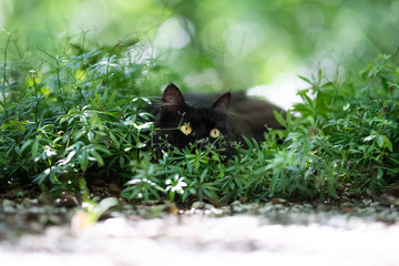 black domestic longhair cat on the prowl. the cat is hiding  behind plants observing and lurking on a sunny day