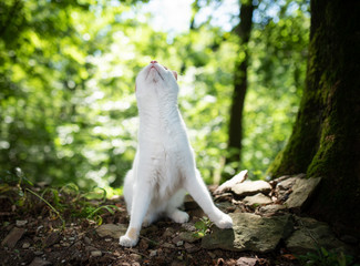 front view of a white ginger domestic cat in the forest next to a tree on sunny summer day looking up in the sky illuminated by softbox