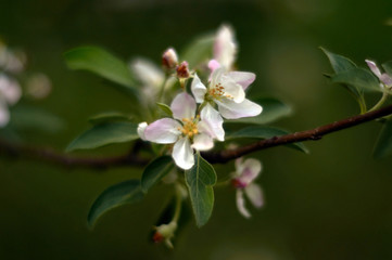 Fototapeta na wymiar flowers of apple tree