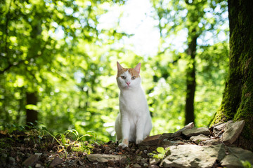 Naklejka na ściany i meble portrait of a white ginger domestic cat in the forest next to a tree on sunny summer day illuminated by softbox