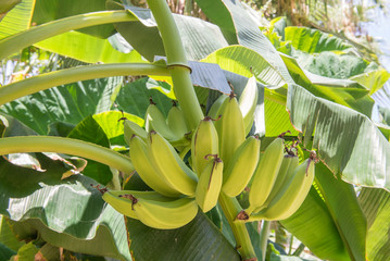 Banana tree in the tropical zone of San Bartolo, Baja California Sur. Mexico