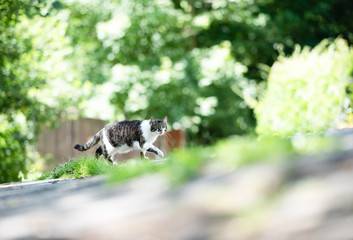 side view of a tabby white domestic shorthair cat crossing the street in front of trees and bushes on a sunny summer day looking at camera