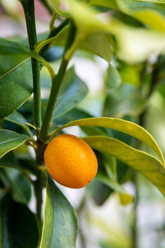Close-up of orange kumquot on tree