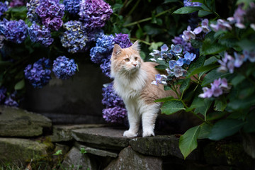 young cream tabby white ginger maine coon cat standing on natural stone wall outdoors next to...