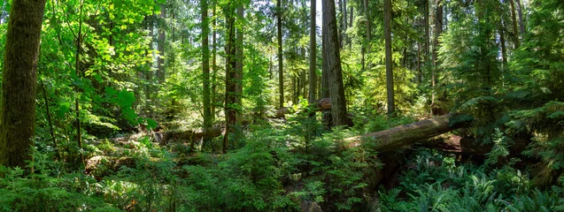 Foto op Canvas Prachtig uitzicht op het regenwoud tijdens een levendige zonnige zomerdag. Genomen in MacMillan Provincial Park, Vancouver Island, British Columbia, Canada. © edb3_16
