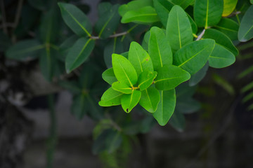  Green leaves in the garden Which is natural looking, comfortable and refreshing