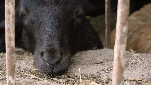 We can see a snout of a black sheep. The farm animal is putting its muzzle on a wooden fence.