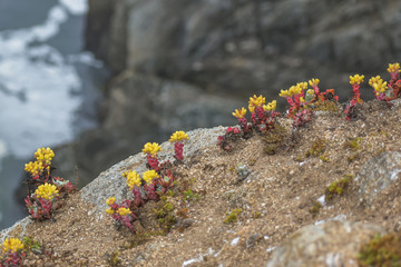 Dudleya Farinosa (bluff lettuce) succulent growing wild on the coastal cliffs of California.