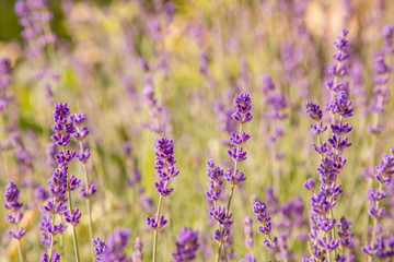 Floral background of lavender blooming. Purple lavender flowers on natural background.