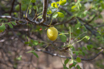 tropical fruit in the state of Baja California Sur, San Bartolo. Mexico