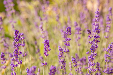 Fototapeta premium Floral background of lavender blooming. Purple lavender flowers on natural background.