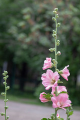 pink Mallow flowers in the garden