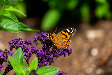 Butterfly on the botanical garden