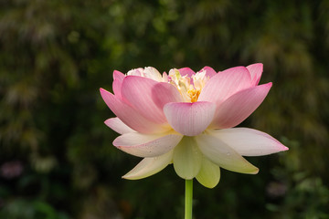 Fototapeta premium Pink Lotus Flower with Dew Drops on Petals in Early Morning with Dark Background