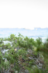 Obraz na płótnie Canvas (Selective focus) Close-up view of a green juniper tree growing on the coastal areas of Sardinia, Italy.