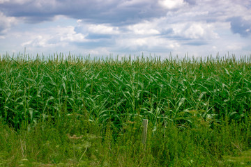 Corn field in summer sunlight