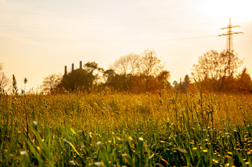 Dreamy field on the sunrise in the city of Bad Oeynhausen