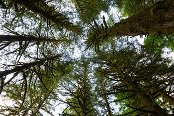 Fototapeta premium Beautiful green trees coved in moss during a vibrant summer day. Taken in Golden Ears Provincial Park, Maple Ridge, Greater Vancouver, British Columbia, Canada.