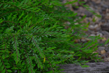 Green leaves in the garden Which is natural looking, comfortable and refreshing