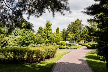 selective focus of pine trees near bushes and walkway