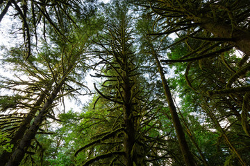 Fototapeta premium Beautiful green trees coved in moss during a vibrant summer day. Taken in Golden Ears Provincial Park, Maple Ridge, Greater Vancouver, British Columbia, Canada.