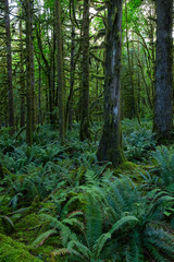 Obraz premium Beautiful green trees coved in moss during a vibrant summer day. Taken in Golden Ears Provincial Park, Maple Ridge, Greater Vancouver, British Columbia, Canada.