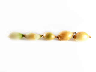 Onion, border, line, photo. Useful product, a plant for food for