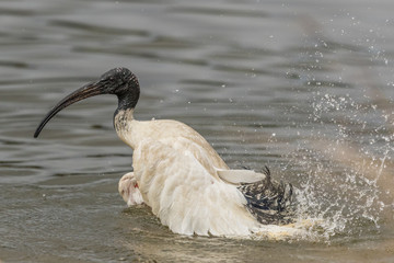 Australian White Ibis