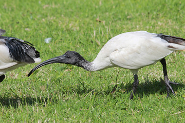 Australian White Ibis
