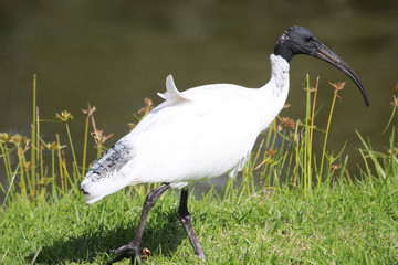 Australian White Ibis