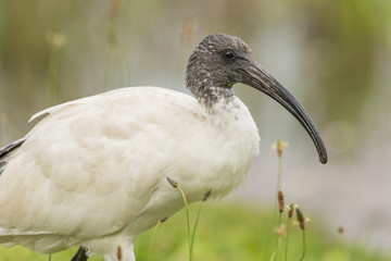 Australian White Ibis