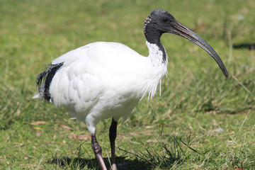 Australian White Ibis