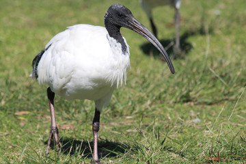 Australian White Ibis