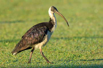 Straw Necked Ibis in Australia