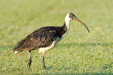 Straw Necked Ibis in Australia